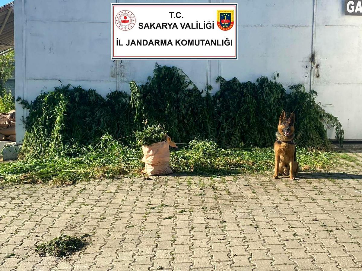 Sakarya\'da 10 bin 476 kök kenevir ele geçirildi: 1 gözaltı