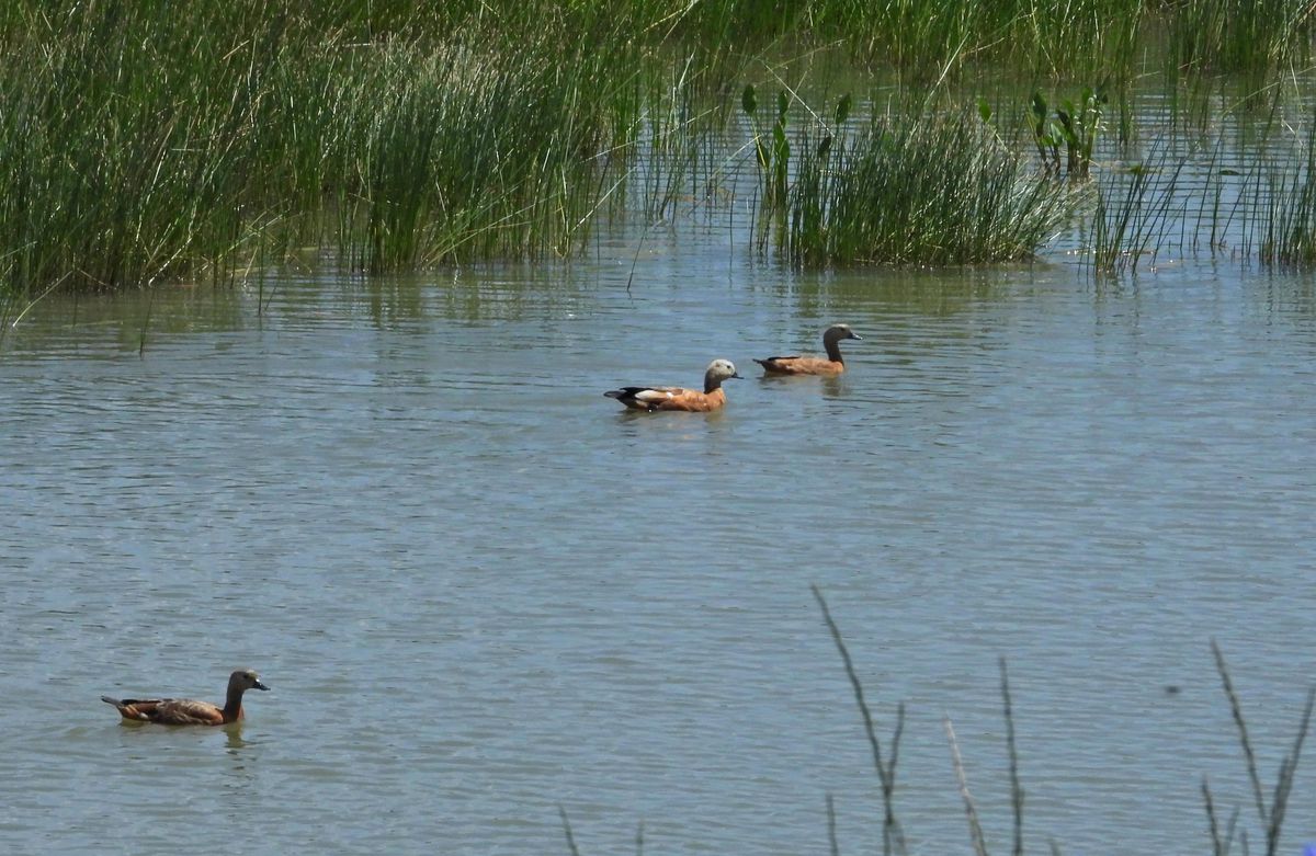 Sarıkamış'taki Asboğa Gölü ziyaretçilerini bekliyor