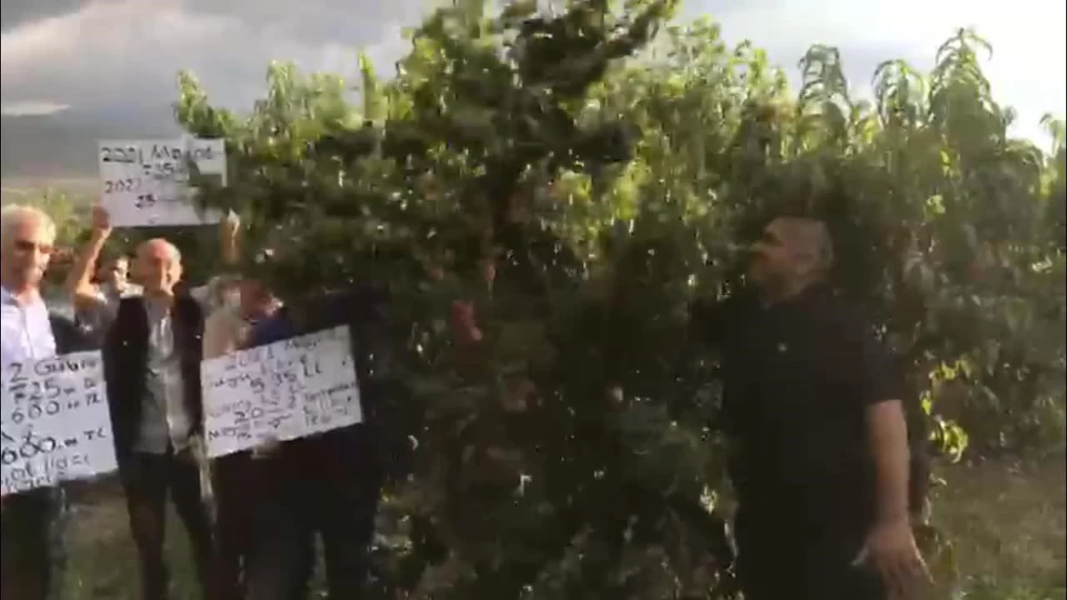 Tokatlı Meyve Üreticileri Fabrikanın Belirlediği Taban Fiyatı Protesto Etti: "2 Lira Fiyat, Köylüyle Dalga Geçmekten Başka Bir Şey Değil"