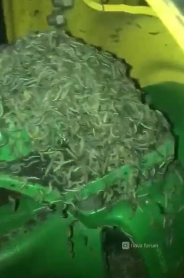 Trakya'dan tarlalara giriş yapıp her yeri istila eden çekirgeler ve tırtıllar, Marmara'ya doğru ilerliyor Trakya'dan tarlalara giriş yapıp her yeri istila eden çekirgeler ve tırtıllar, Marmara'ya doğru ilerliyor