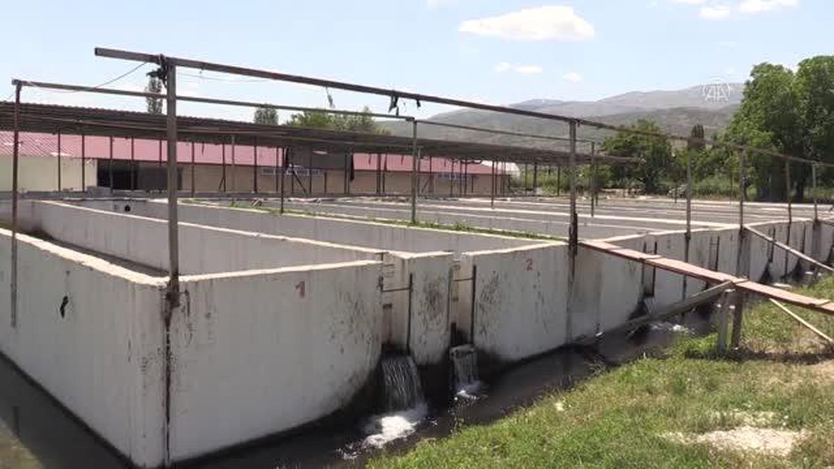 Alabalık üretimi devlet desteğiyle yaygınlaşıyor