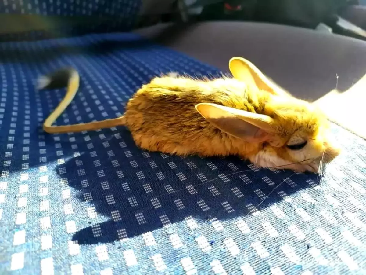 Bitkin halde bulunan Arap Tavşanı tedavi altına alındı