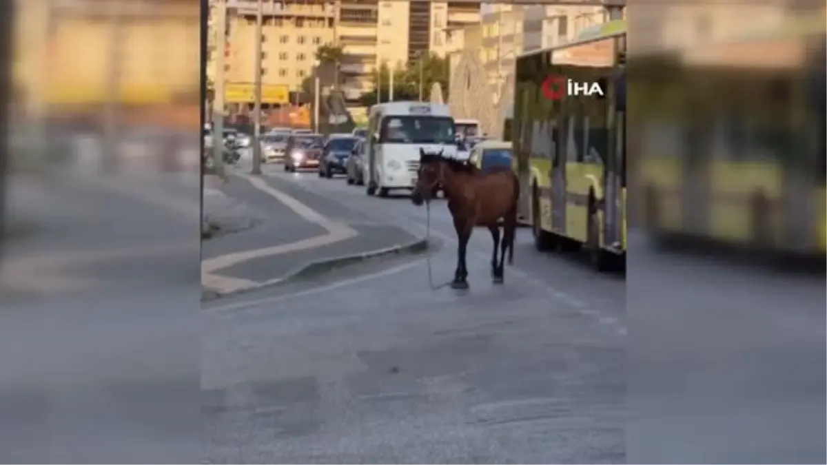Bursa'da başıboş at trafiğe daldı