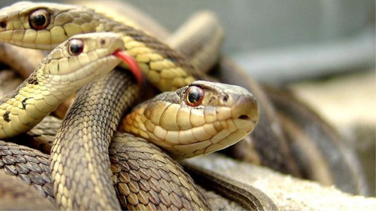 Yılan ihbarına giden yılan uzmanından hayati uyarılar! Daha da artacak