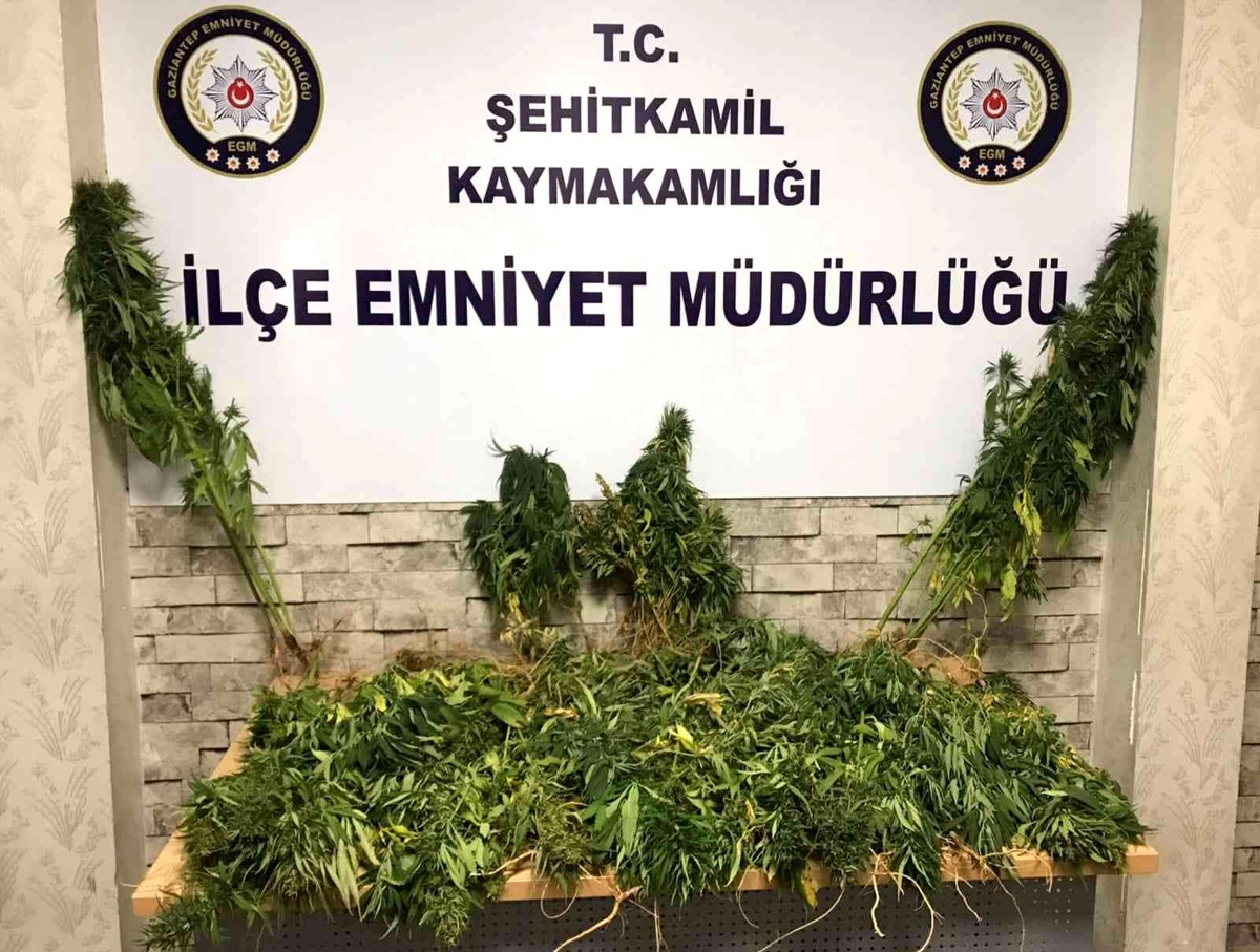 Gaziantep\'te 104 kök Hint keneviri ele geçirildi