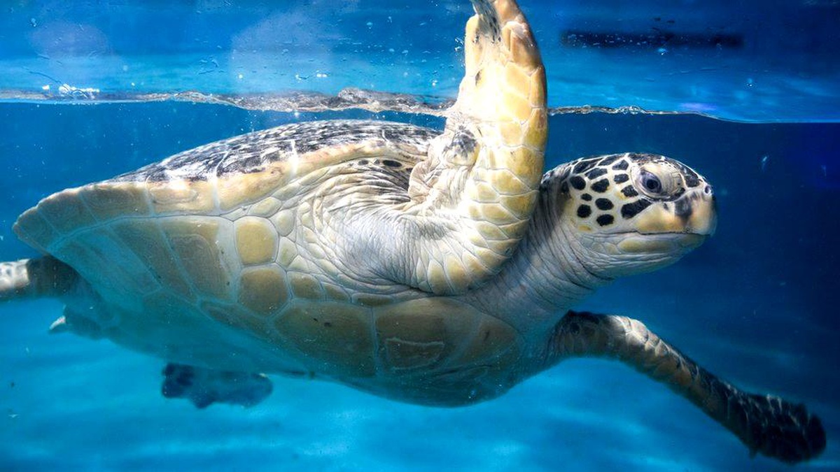 Japonya\'da çok sayıda deniz kaplumbağası boyunlarından bıçaklanmış halde ölü bulundu