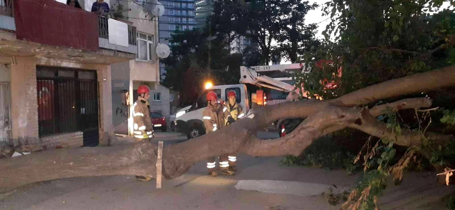 Kadıköy\'de dut ağacı kökünden koparak devrildi