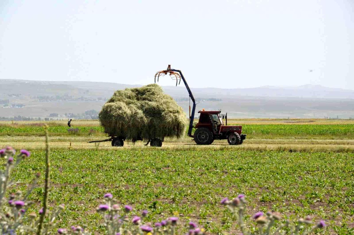 Kars\'ta çiftçilerin ot biçme mesaisi başladı