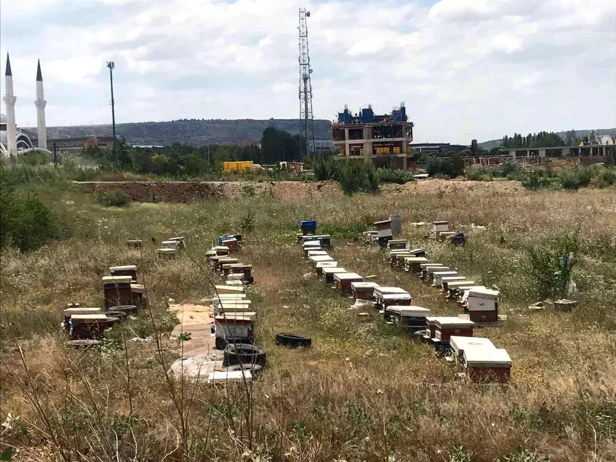 Mahallede ortasına konulan onlarca arı kovanı görenleri şaşırttı