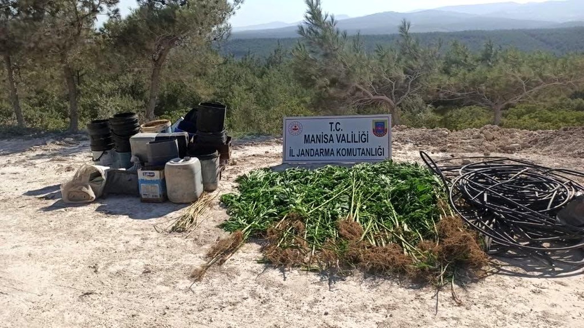 Ormana ektiği kenevirleri sularken yakalandı