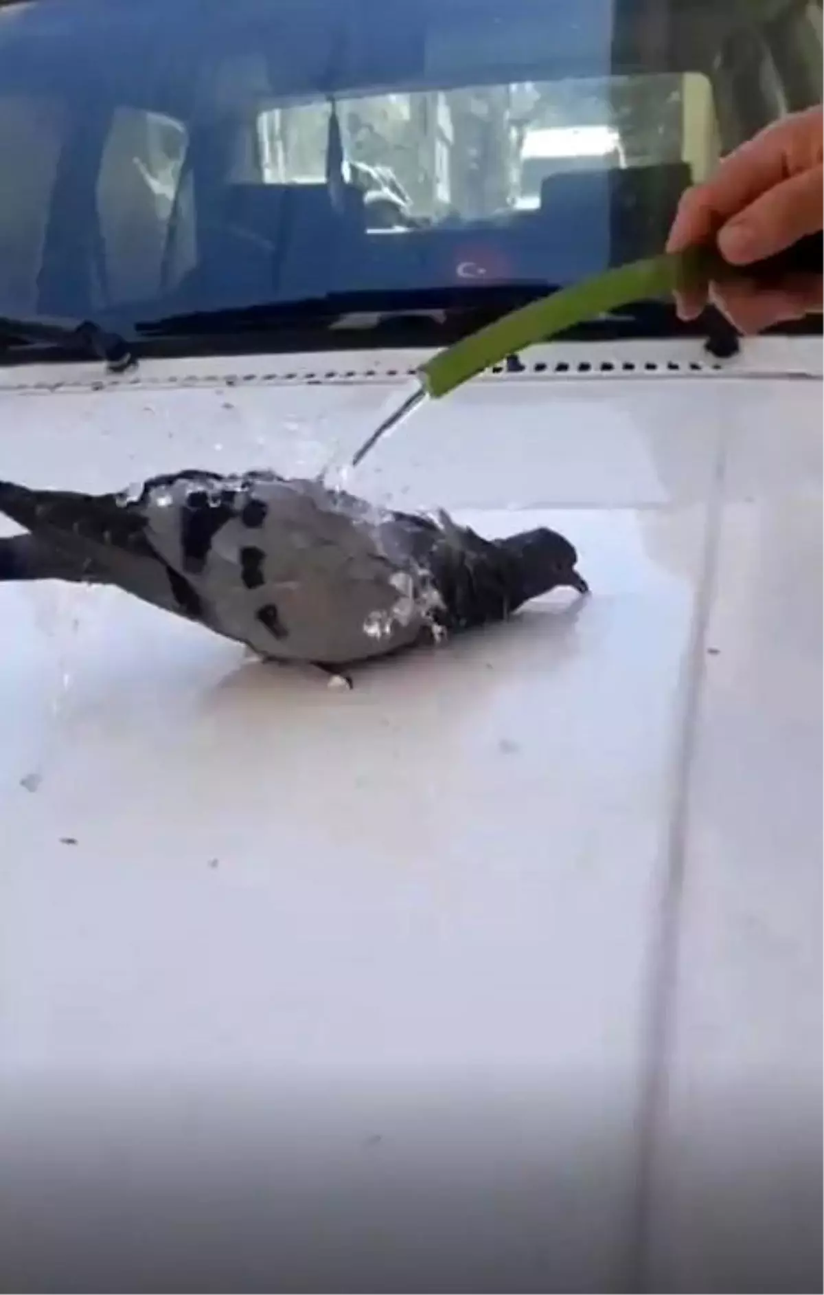 Sıcaktan bunalan güvercin hortumdan akan suyla serinledi