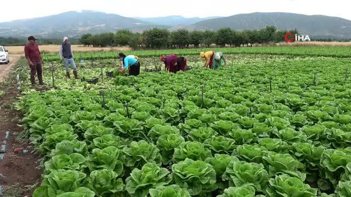 Tarlada yeşillik fiyatları tabana düştü