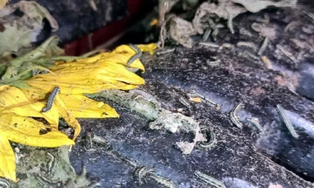 Trakya'daki tırtıl istilasının arkasında Bill Gates'in olduğu iddiası sosyal medya gündem yarattı