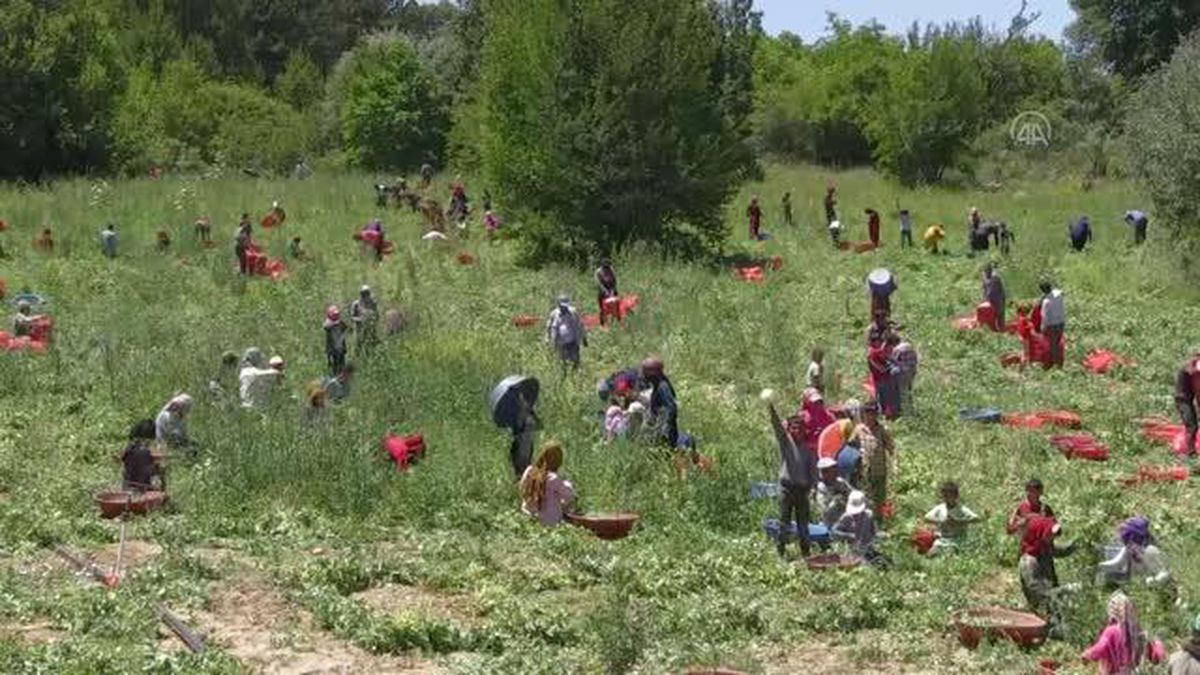 AFYONKARAHİSAR - Yüksek rakımlı arazilerde yetişen "balon" bezelyesinde rekolte yükseldi