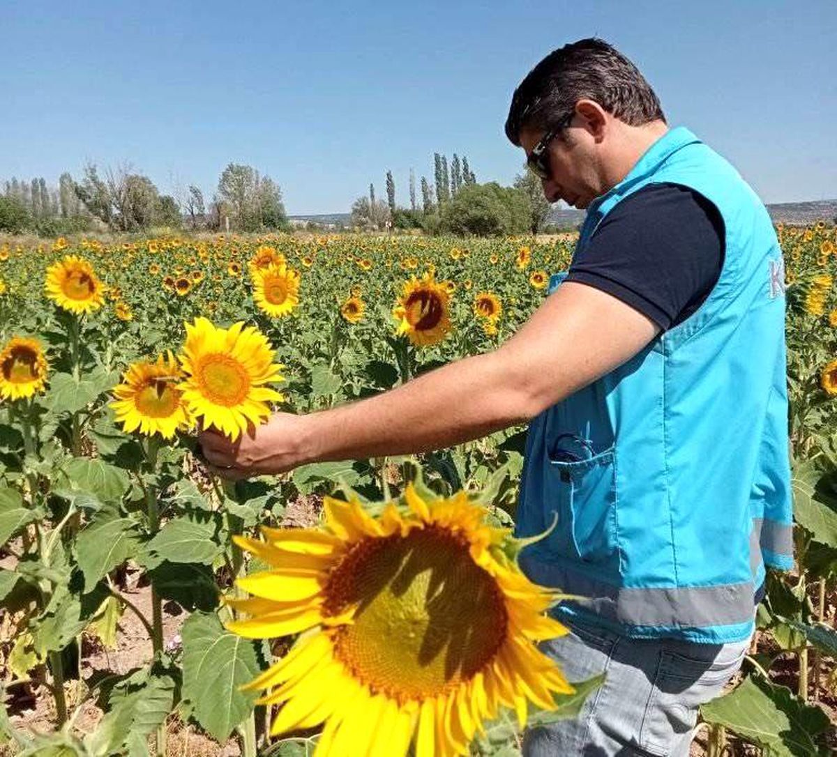 Aslanapa'da ayçiçeği ekili alanlarda hastalık zararlı ve fenolojik gözlem kontrolleri