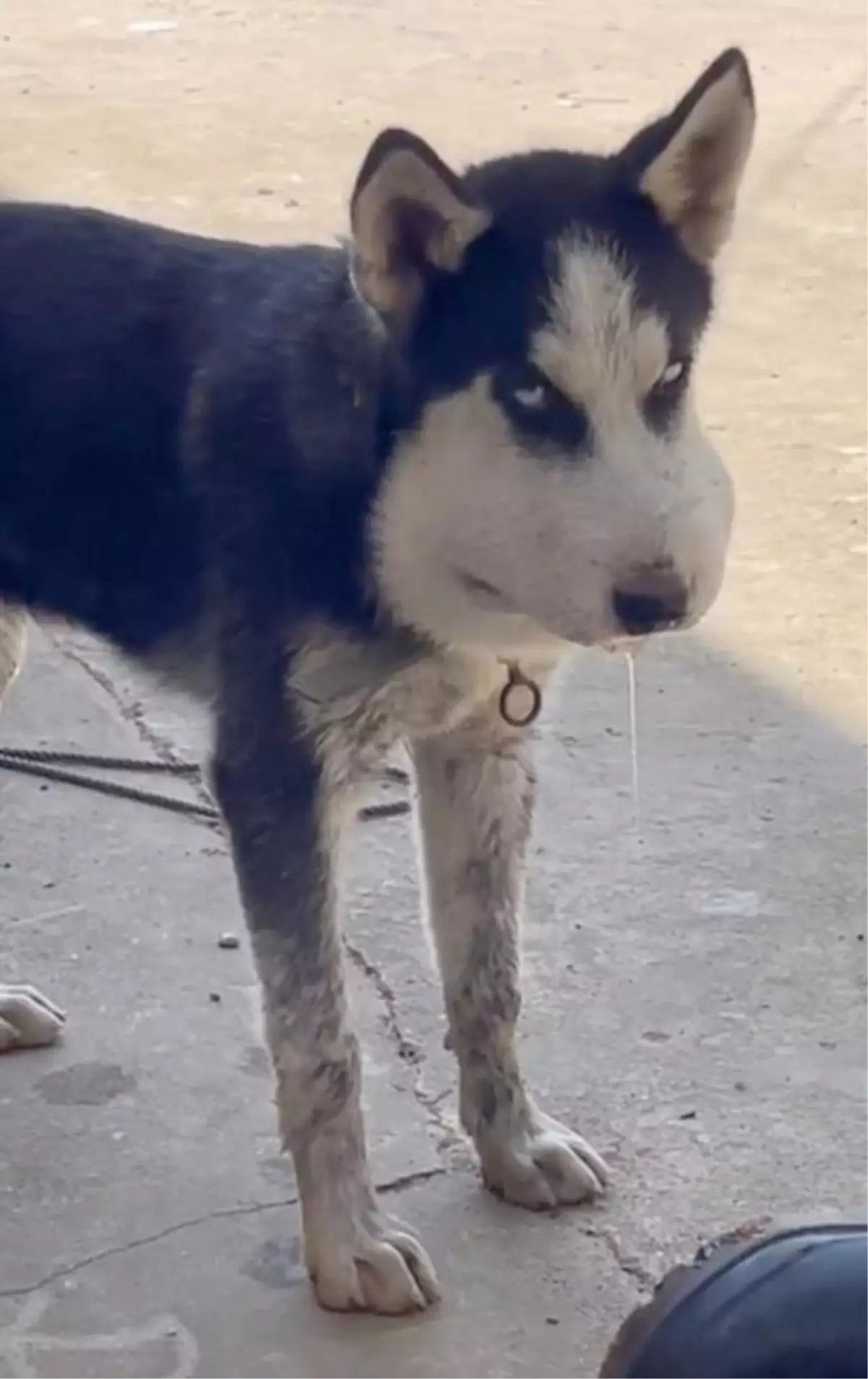 Bahçede bağlı olan kurt anormal değişim yaşayınca sahibi büyük şok yaşadı! Gerçek ise veterinere gidince ortaya çıktı