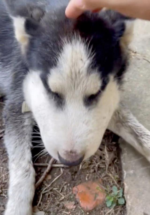Bahçeye bağladığı kurtta yaşanan değişim, sahibini bile korkuttu