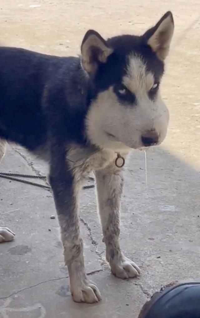 Bahçeye bağladığı kurtta yaşanan değişim, sahibini bile korkuttu