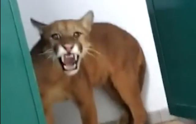Beklenmedik misafir görenleri şaşırttı okul tuvaletinden puma çıktı Beklenmedik misafir görenleri şaşırttı okul tuvaletinden puma çıktı