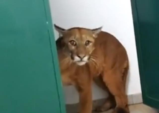 Beklenmedik misafir görenleri şaşırttı okul tuvaletinden puma çıktı Beklenmedik misafir görenleri şaşırttı okul tuvaletinden puma çıktı