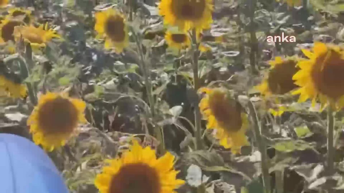 Bilecik'te de Çayır Tırtılı Görüldü