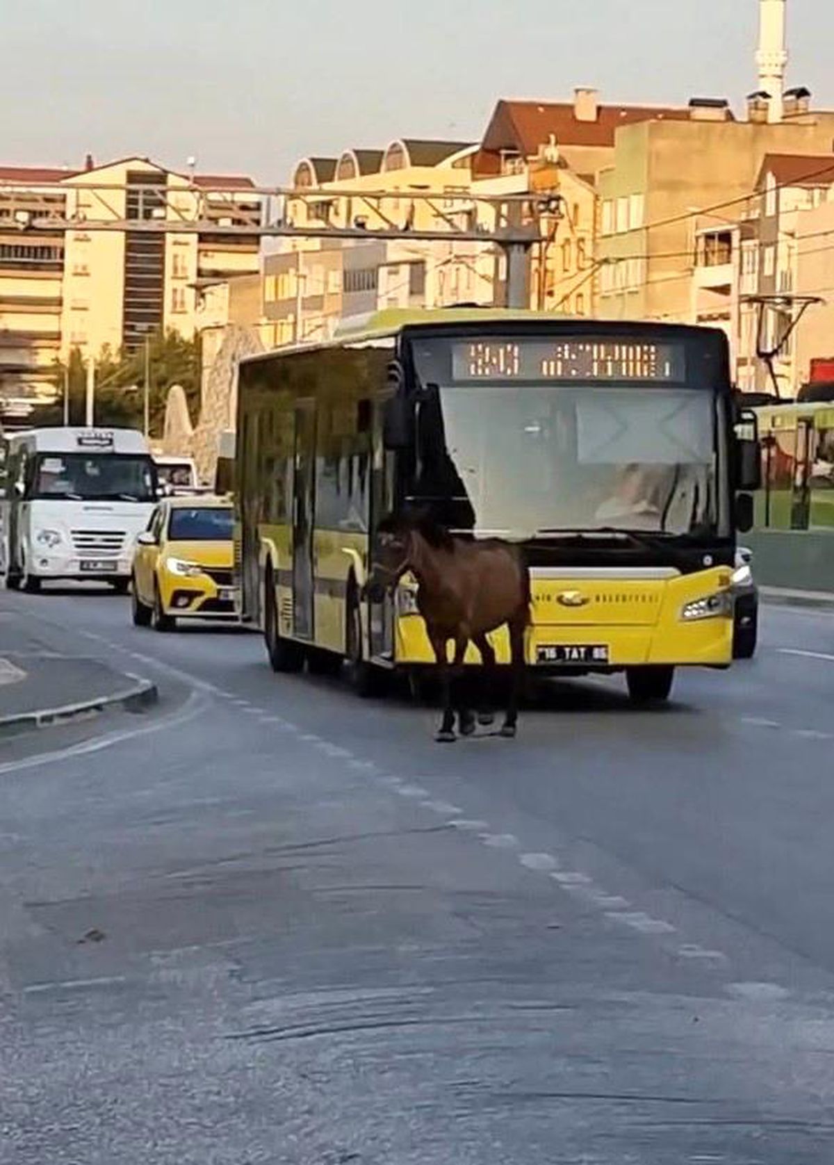 Bursa\'da başıboş at trafiği aksattı