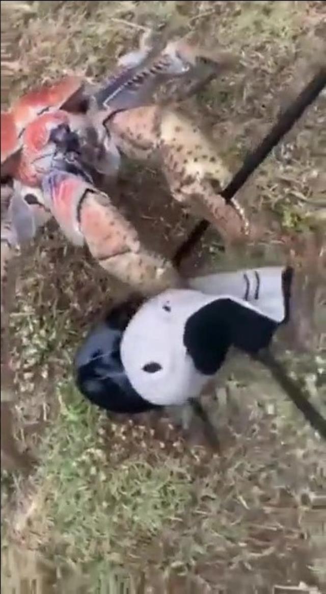 Delicesine güçlü yengeç, golf sopasını ikiye böldü Delicesine güçlü yengeç, golf sopasını ikiye böldü