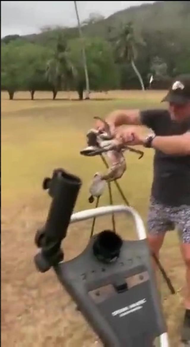 Delicesine güçlü yengeç, golf sopasını ikiye böldü Delicesine güçlü yengeç, golf sopasını ikiye böldü