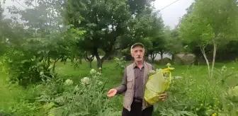 Denemek için atıl durumdaki arazisine enginar ekti, rekolte karşısında büyük şaşkınlık yaşadı