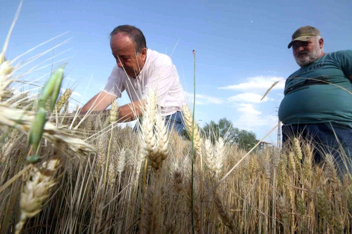 Konya\'da çiftçiler buğday hasadına hazırlanıyor