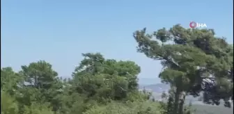 Manisa'daki orman yangını buğday tarlasında başlamış