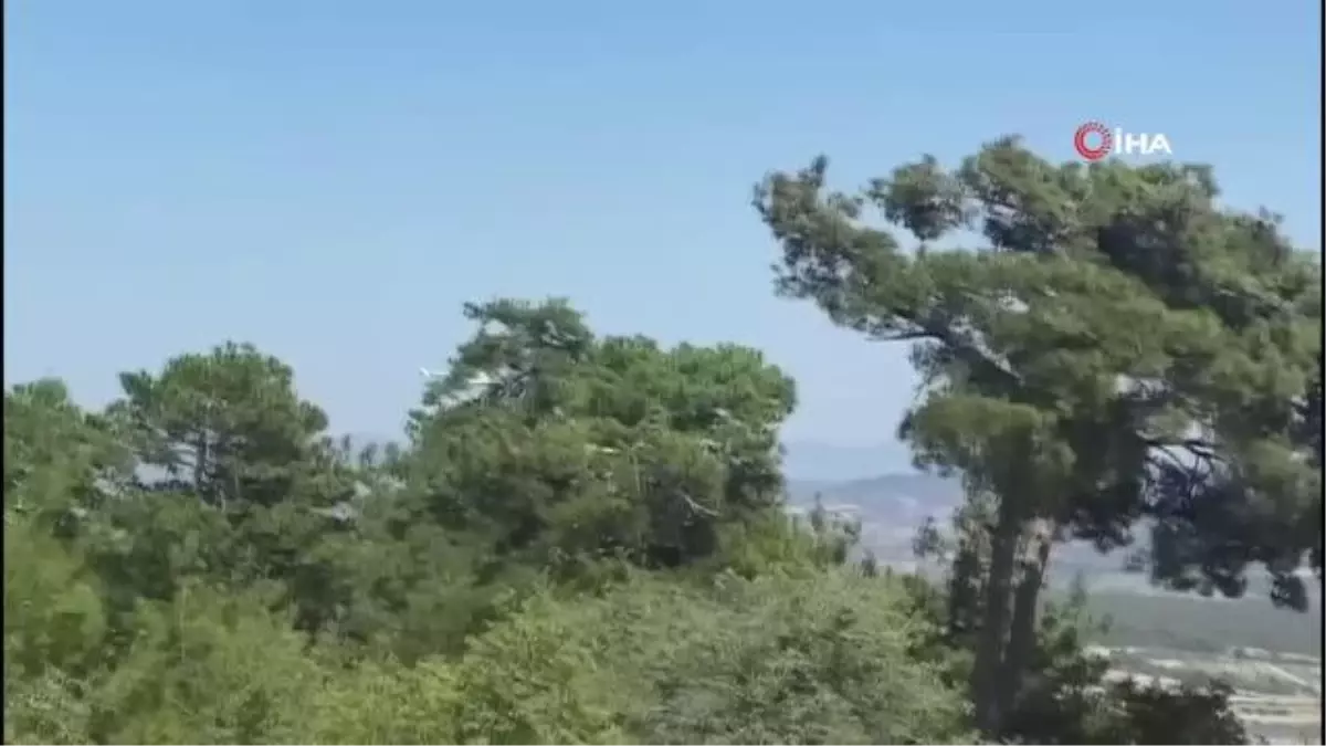 Manisa'daki orman yangını buğday tarlasında başlamış