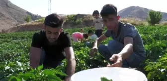 Meşhur Keban biberinde hasat başladı