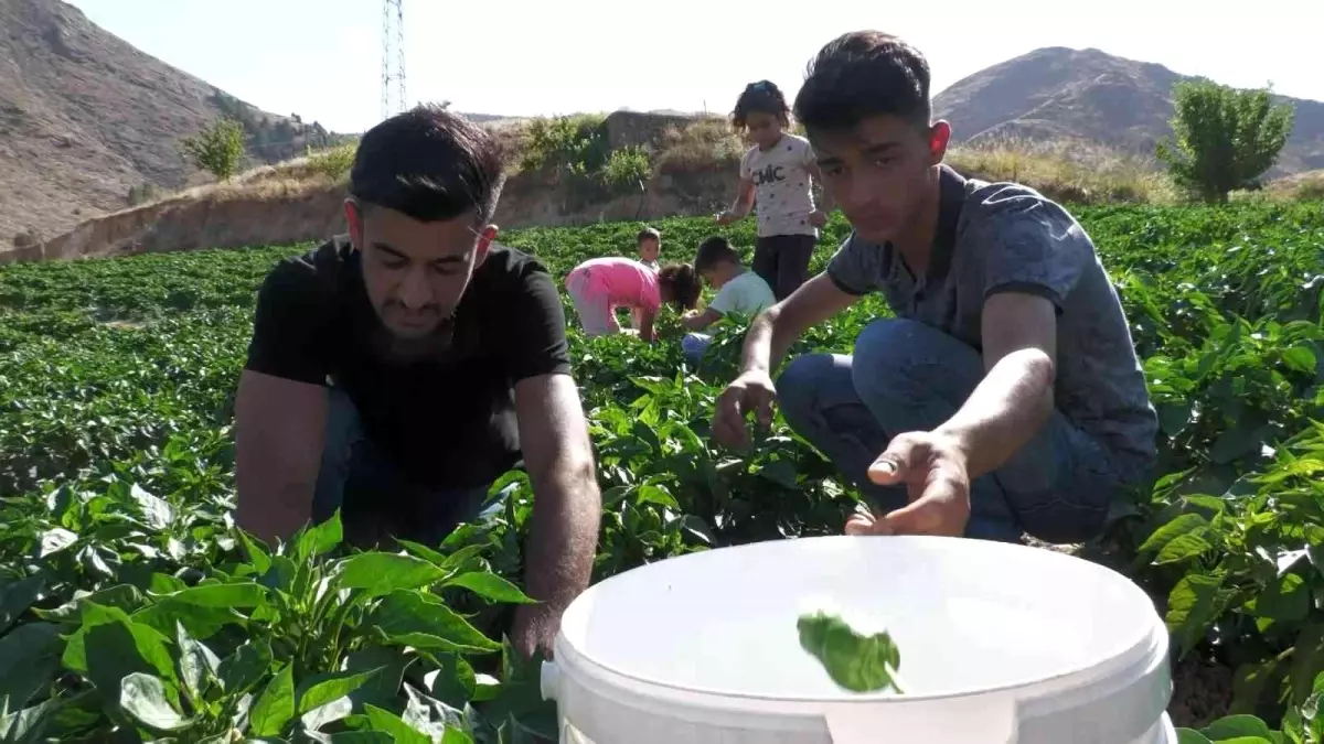 Meşhur Keban biberinde hasat başladı