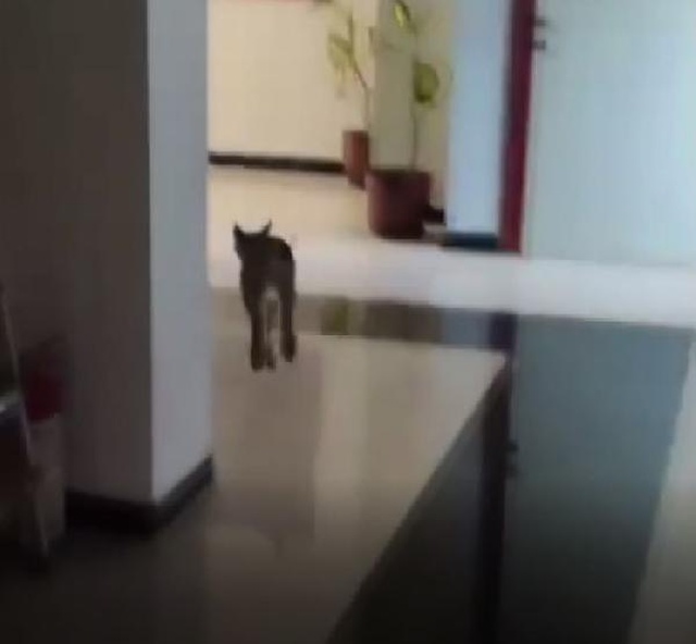 Türkiye'nin her yerinde aranan hırçın vaşak, sürücü kursunun mutfağında ortaya çıktı