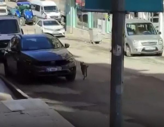 Türkiye'nin her yerinde aranan hırçın vaşak, sürücü kursunun mutfağında ortaya çıktı