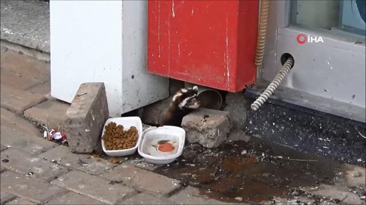 Nesli tükenmekte olan alaca sansar Tekirdağ'da görüldü