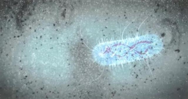 Şimdi de beyin yiyen amip paniği! Adamın burnundan girip kafatasını boşaltıp çıktı Şimdi de beyin yiyen amip paniği! Adamın burnundan girip kafatasını boşaltıp çıktı