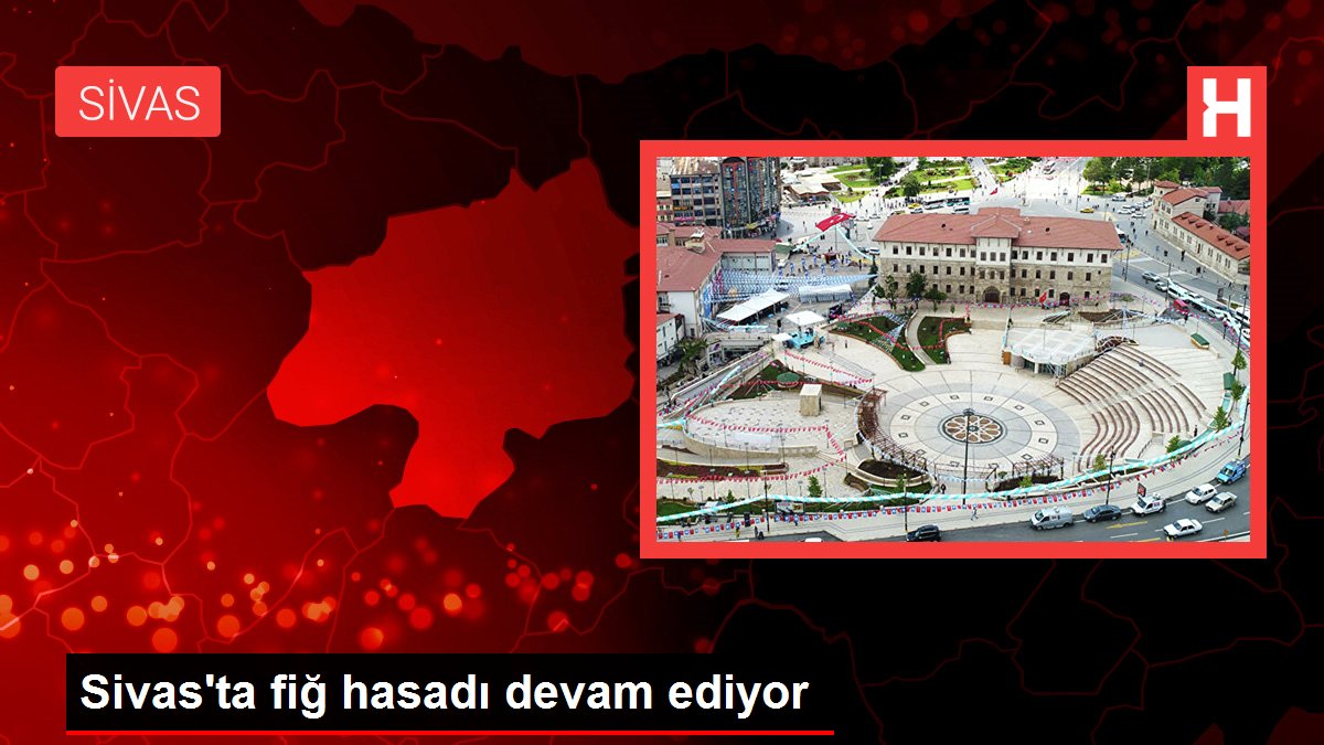 Sivas'ta fiğ hasadı devam ediyor