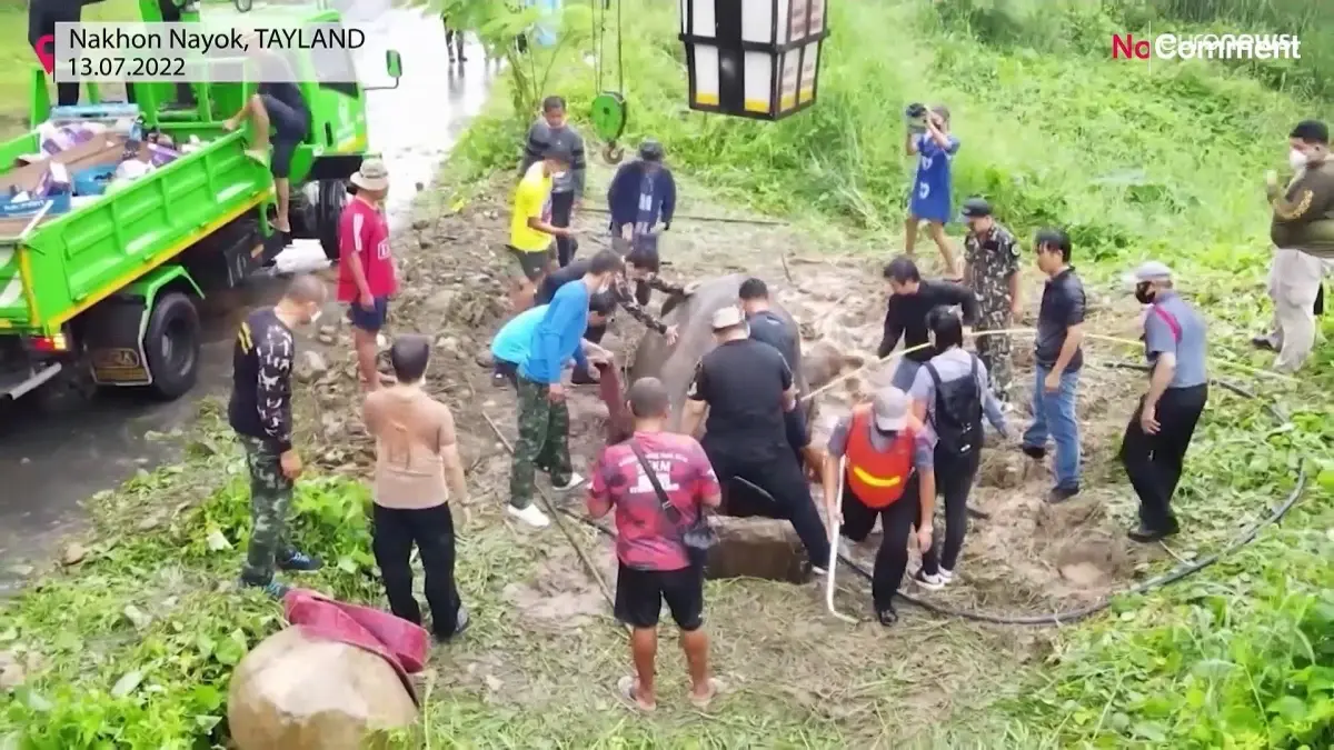 Tayland: Çukura düşen anne ve yavru fil yaralanmadan kurtarıldı