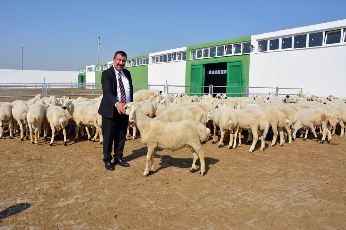 TÜDKİYEB Genel Başkanı Çelik, 3 milyonun üzerinde küçükbaş kurbanlık kesildiğini açıkladı