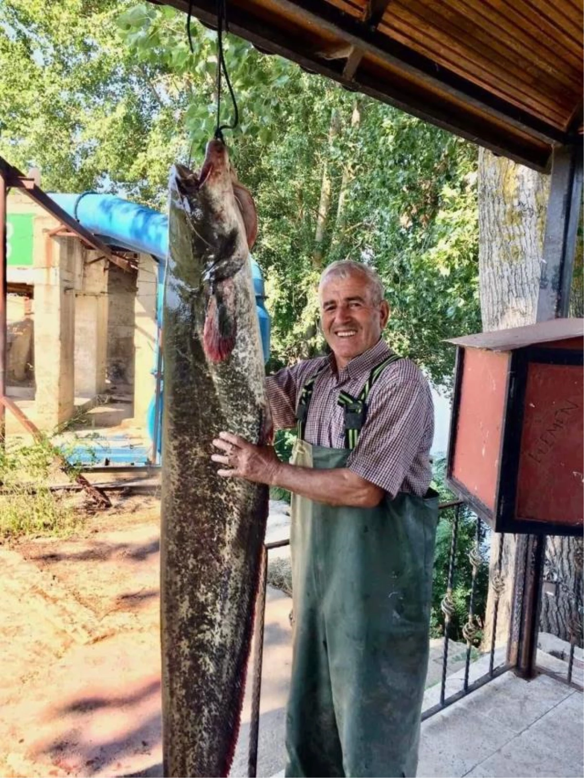 Tuttuğu balığı zar zor taşıdı! Edirne\'de bir balıkçı 40 kilo ağırlığında yayın balığı yakaladı