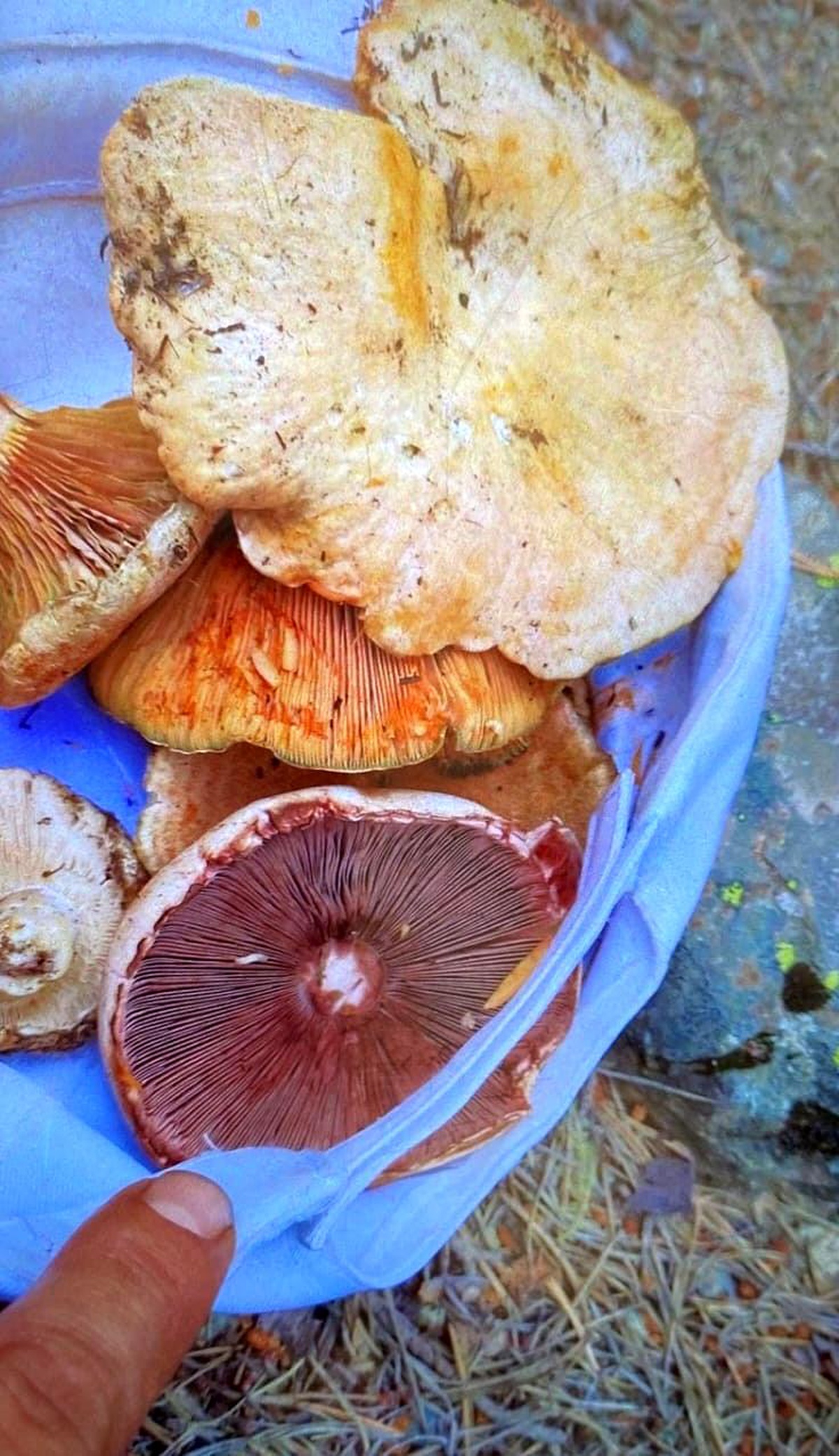 Yedikleri mantardan zehirlenen 6 kişi tedavi altına alındı