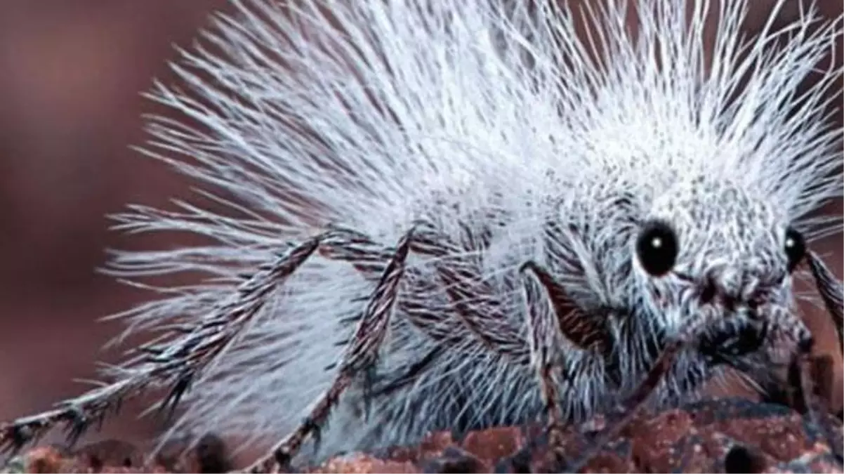 Soktuğu insanı saniyeler içinde öldüren zehirli karınca! Türkiye\'de şu ana kadar görülmedi