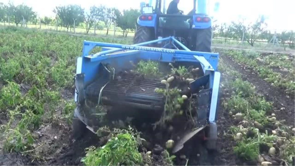 AFYONKARAHİSAR - Sandıklı\'da yazlık patates hasadı başladı