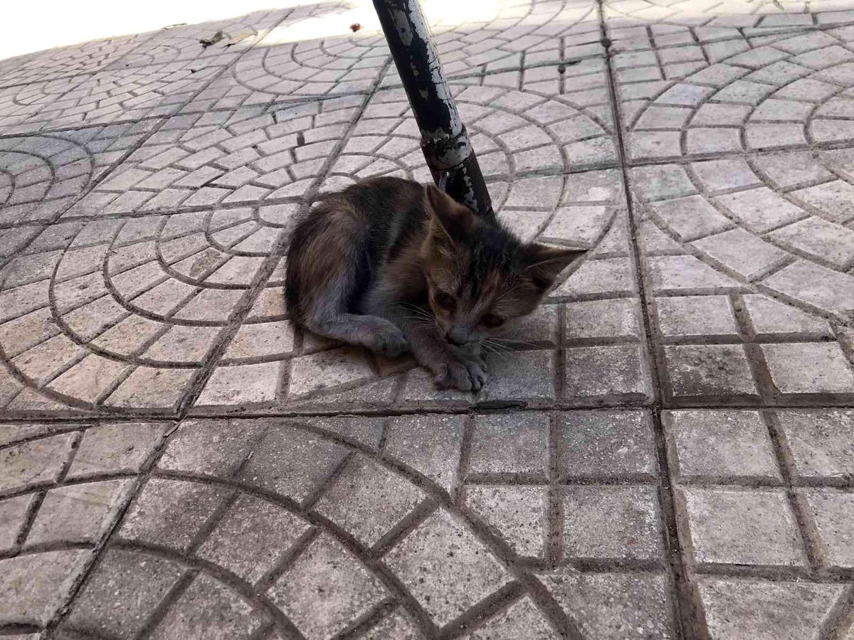 Asansör boşluğunda mahsur kalan kedi kurtarıldı