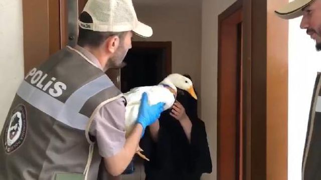 Başakşehir'de gölete bırakılmak istenen ördekler Ankara'da korumaya alındı