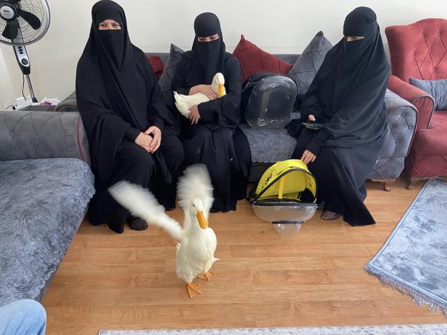 Başakşehir'de gölete bırakılmak istenen ördekler Ankara'da korumaya alındı