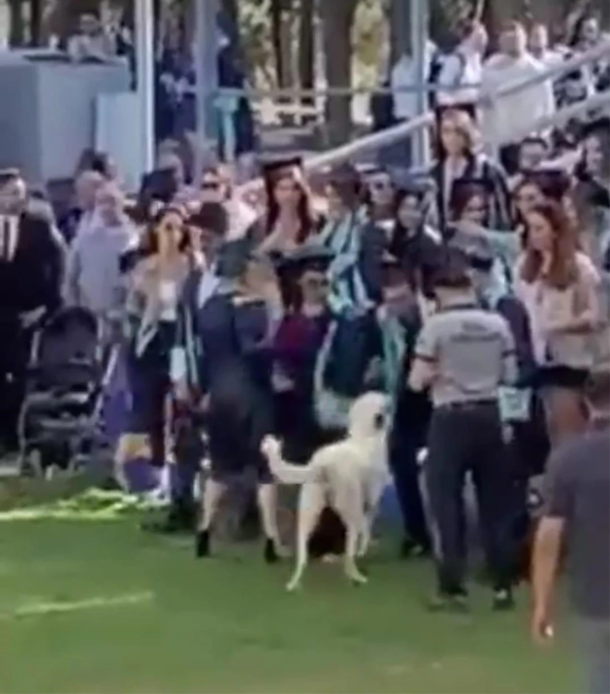 Son dakika haberleri: Başıboş köpeğin Ege Üniversitesi mezuniyet töreninde insanlara saldırdığı anlar kamerada