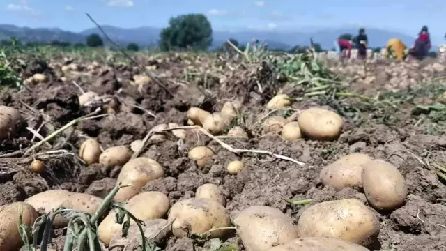 Patates hasadı başladı! Tarla satış fiyatı buysa tüketicinin vay haline